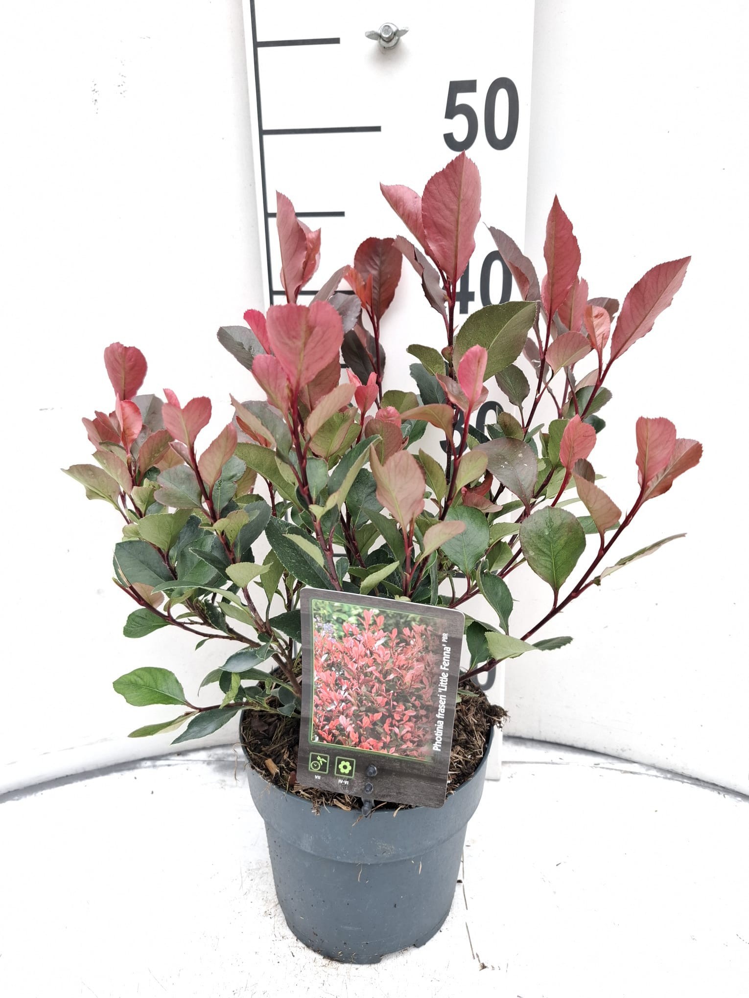 Photinia fraseri 'Little Fenna'