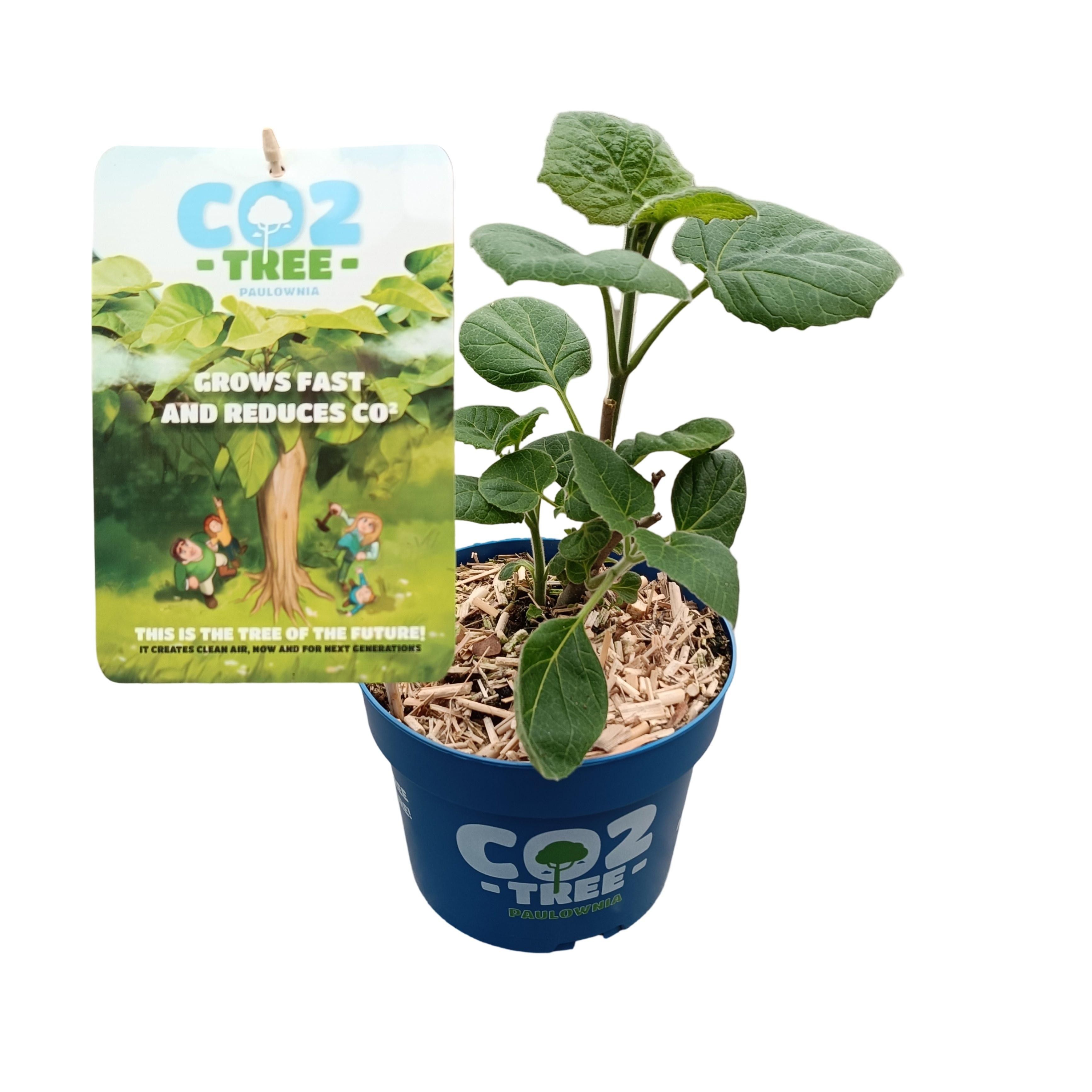 Picture of Paulownia elongata 'Futuro'® C2