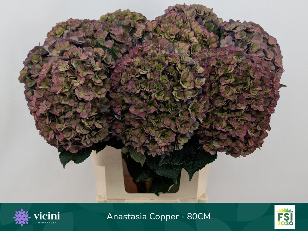 Hydrangea Royal Anastasia Classic 80cm 22Ø