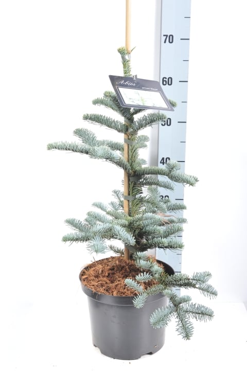 Picture of Abies procera 'Glauca'
