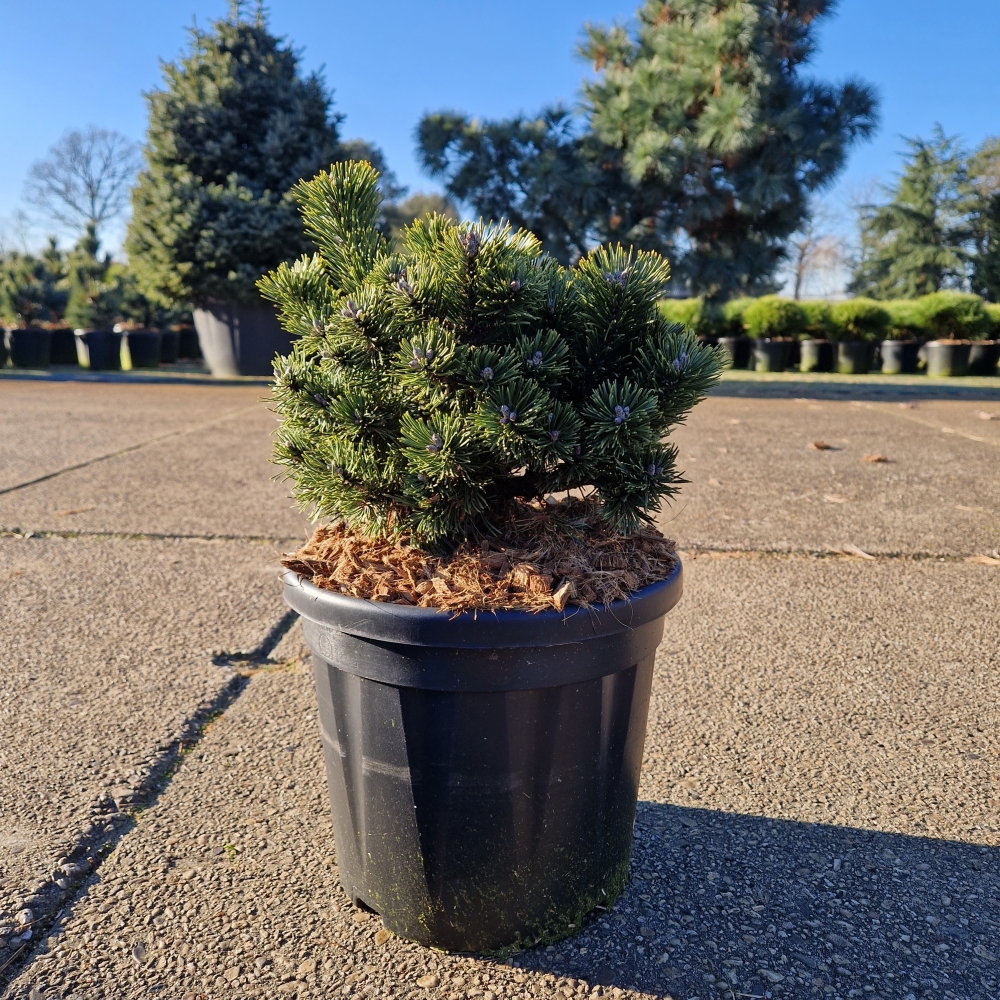 Picture of Pinus mugo Sherwood Compact C8 25/+