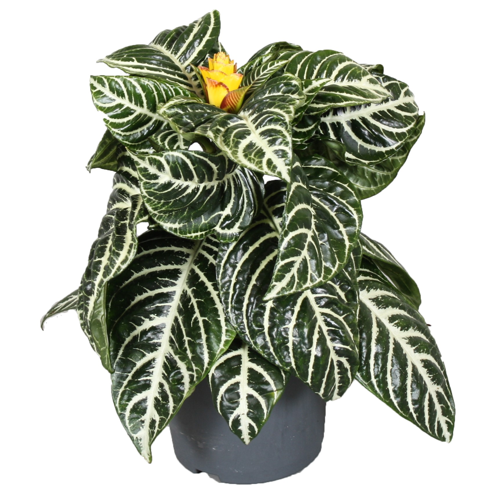 Picture of Aphelandra Squarrosa P13 35CM