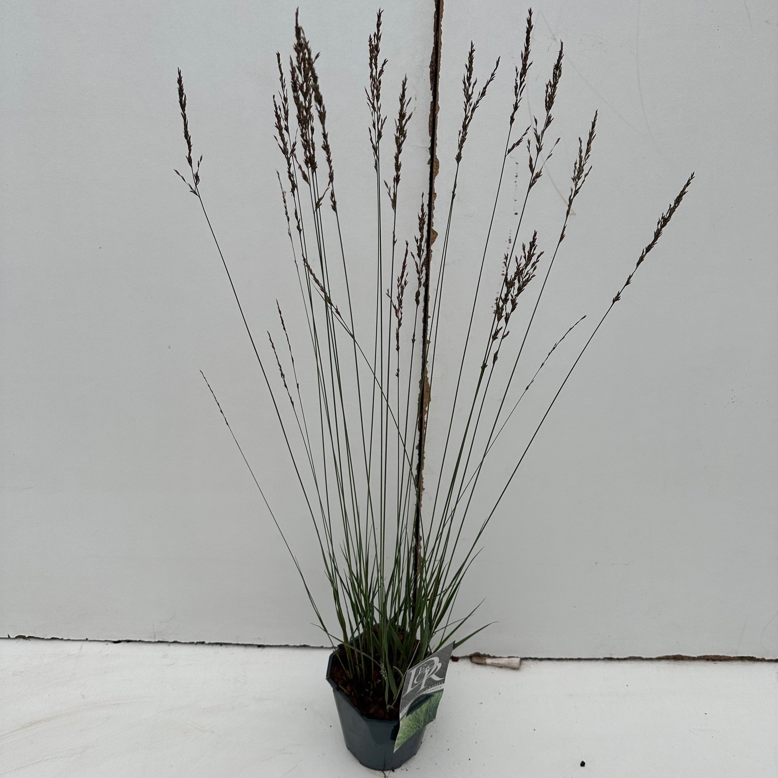 Molinia caerulea 'Edith Dudszus'
