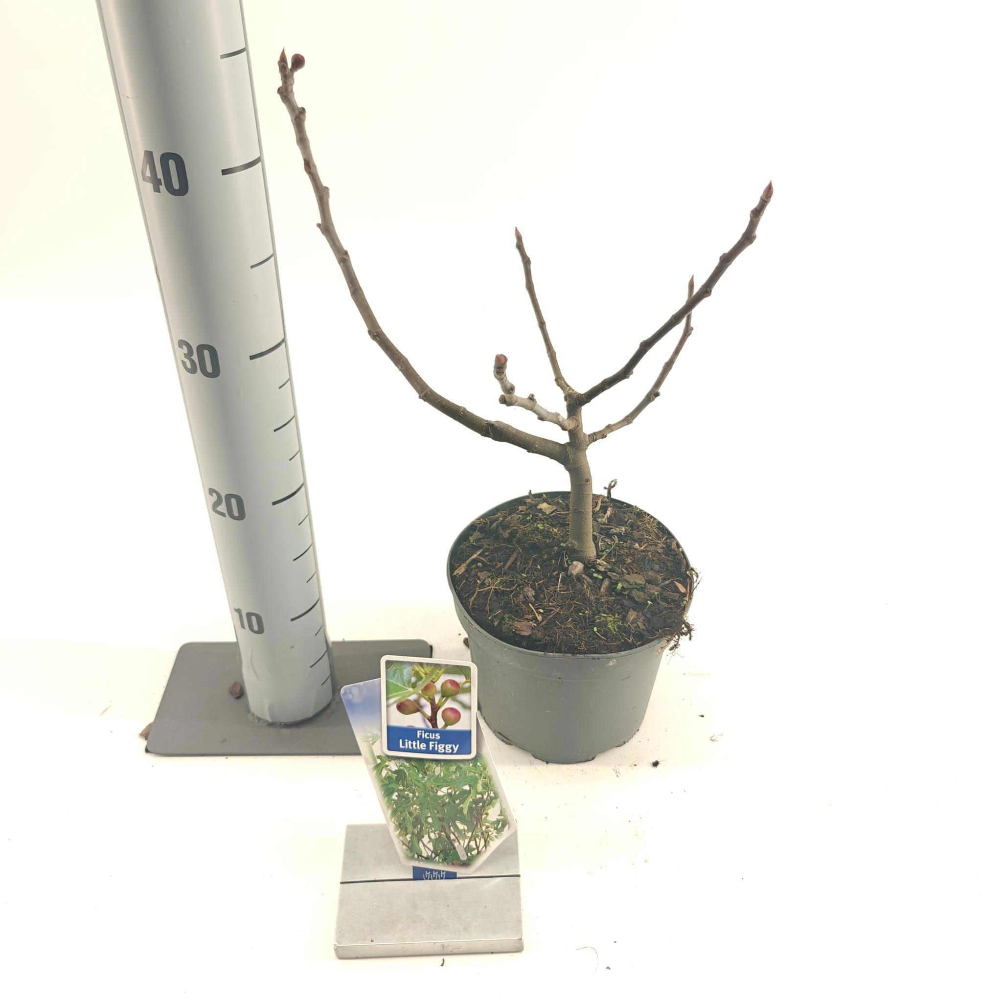 Picture of Ficus carica Little Miss Figgy ('LMF01'PBR)