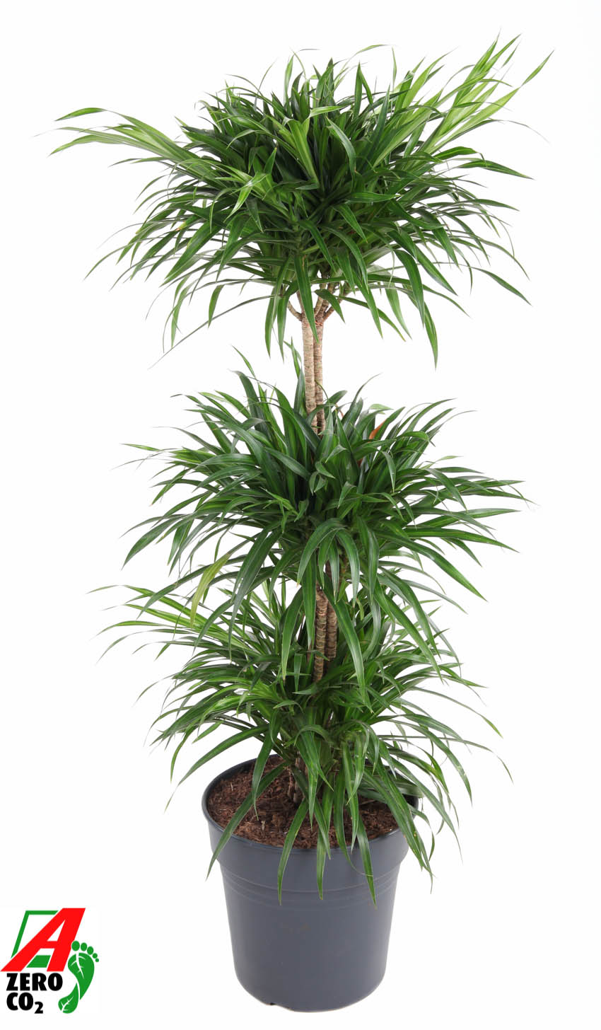 Picture of Dracaena Anita Varriegata Carrousel P27 120CM