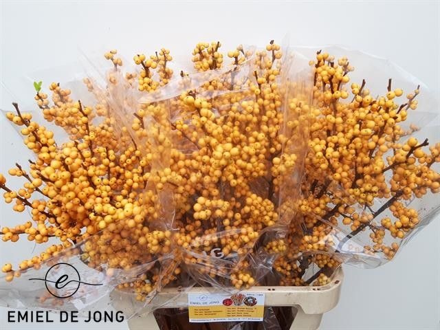 Ilex Golden Verboom 90cm