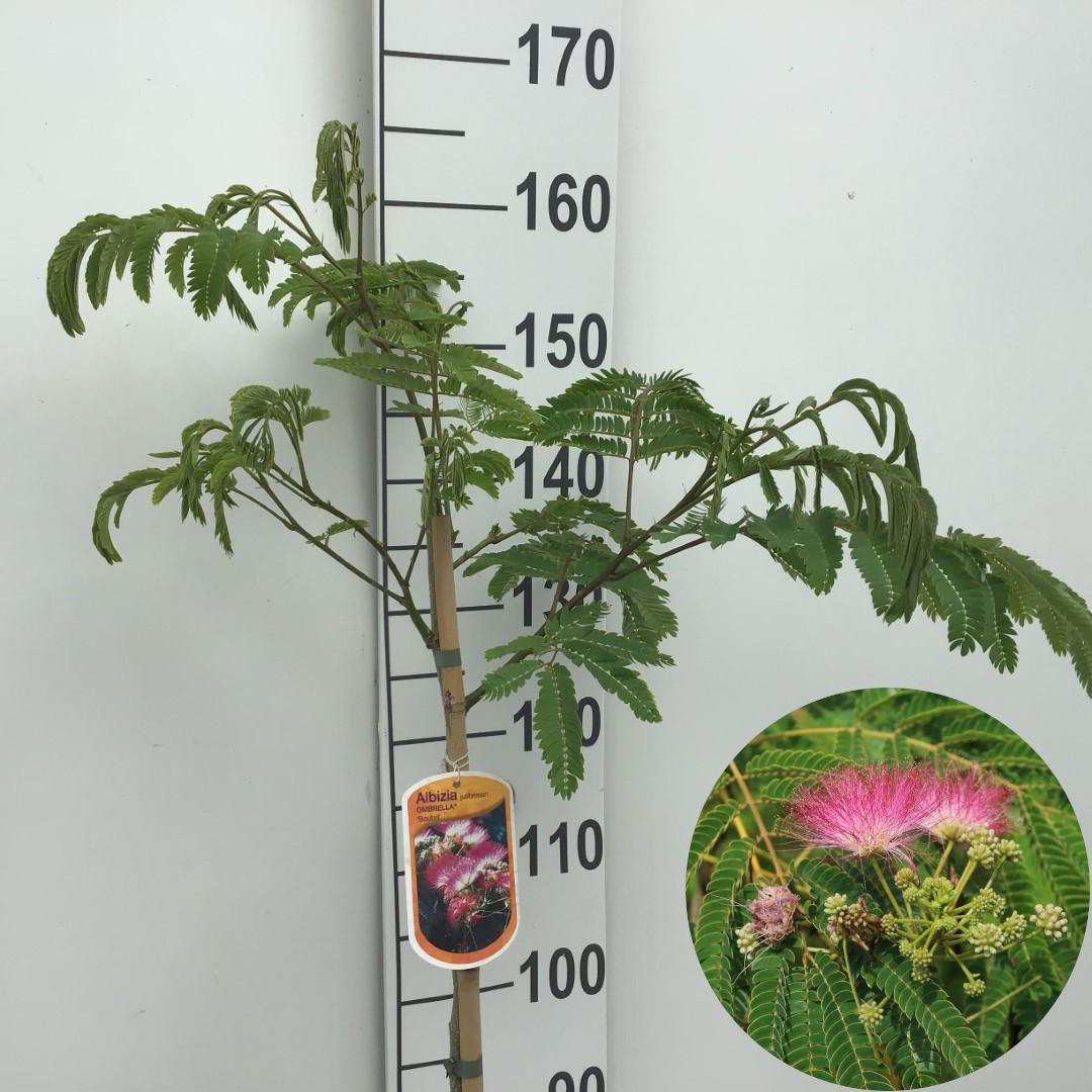 Picture of Albizia julibrissin Ombrella P26 (7.5 Ltr) 120/STD