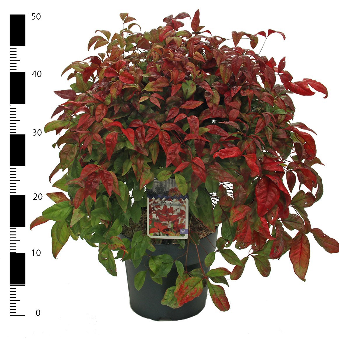 Picture of Nandina domestica 'Firepower'