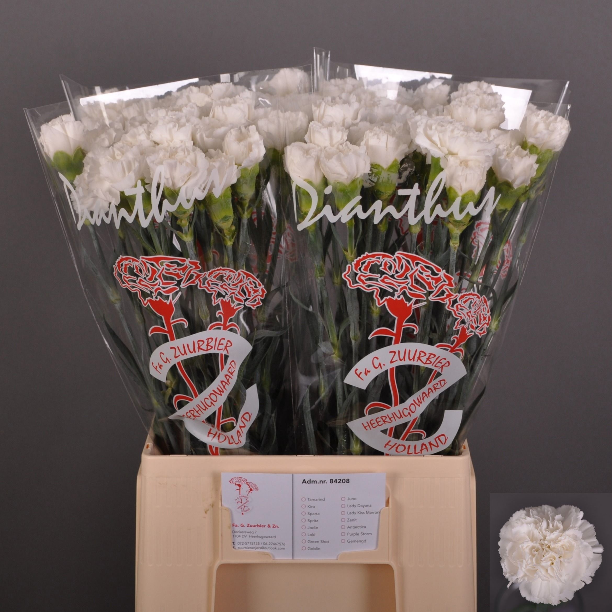 Dianthus St Antarctica 60cm