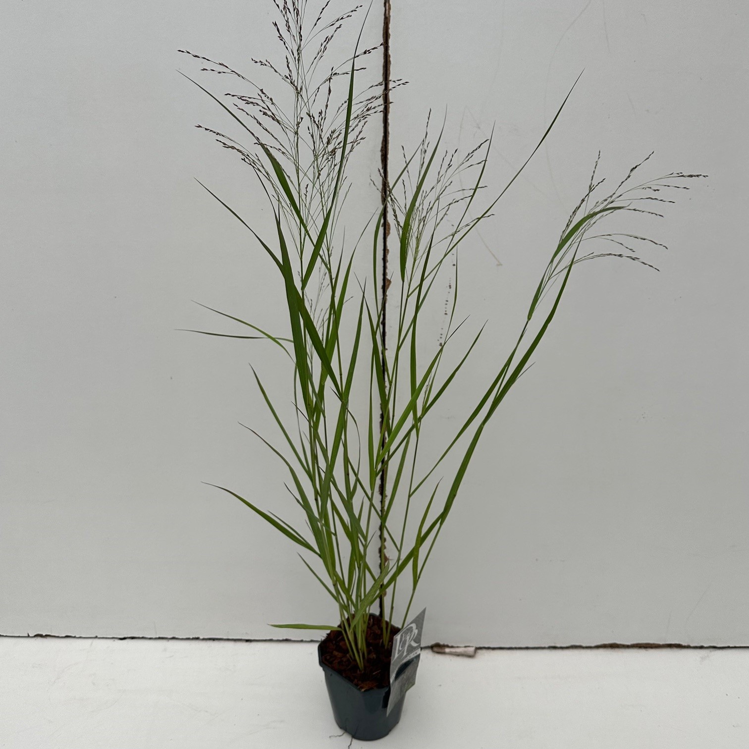 Picture of Panicum Squaw P17 (2 Ltr) Square