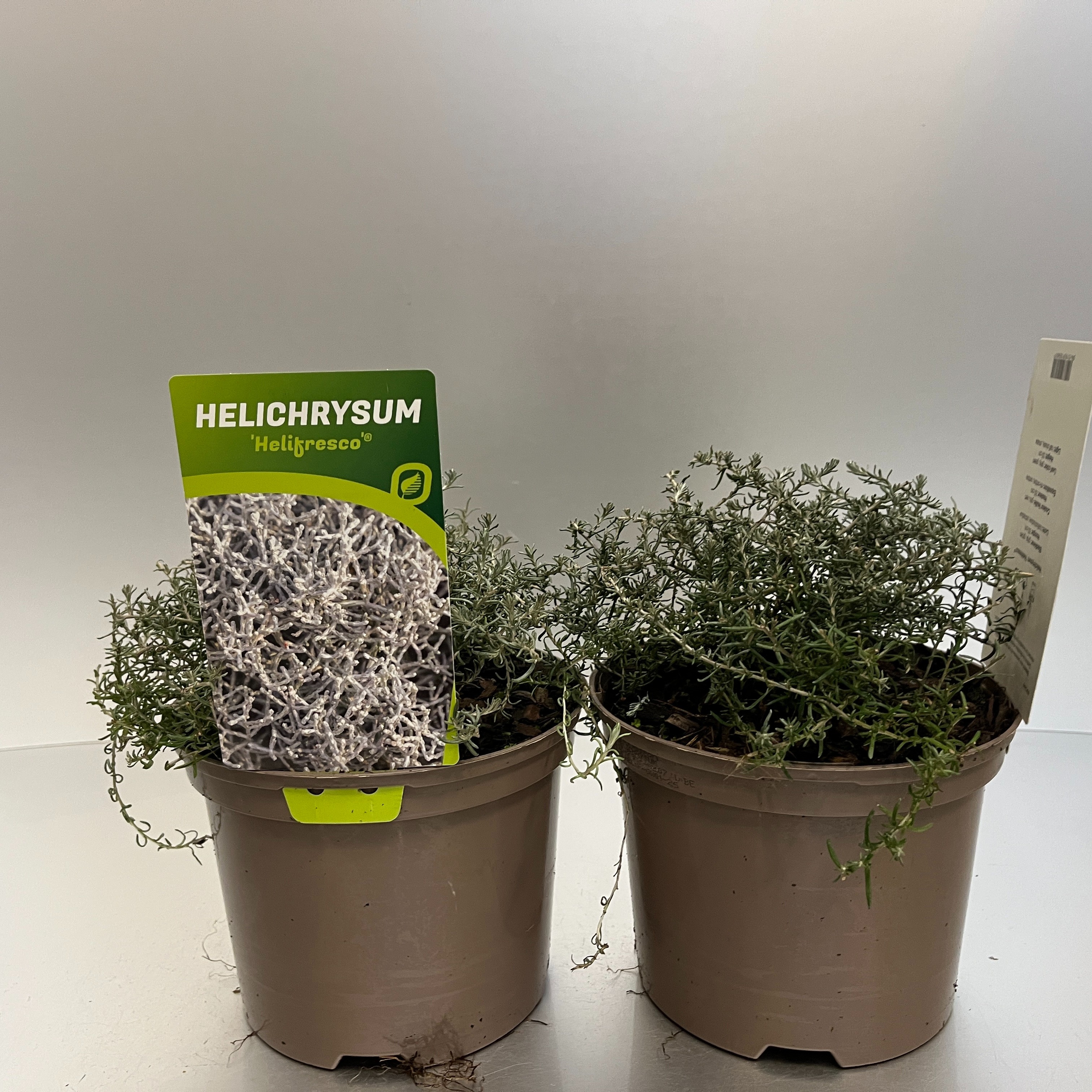 Picture of Helichrysum Helifresco P17 (2 Ltr)