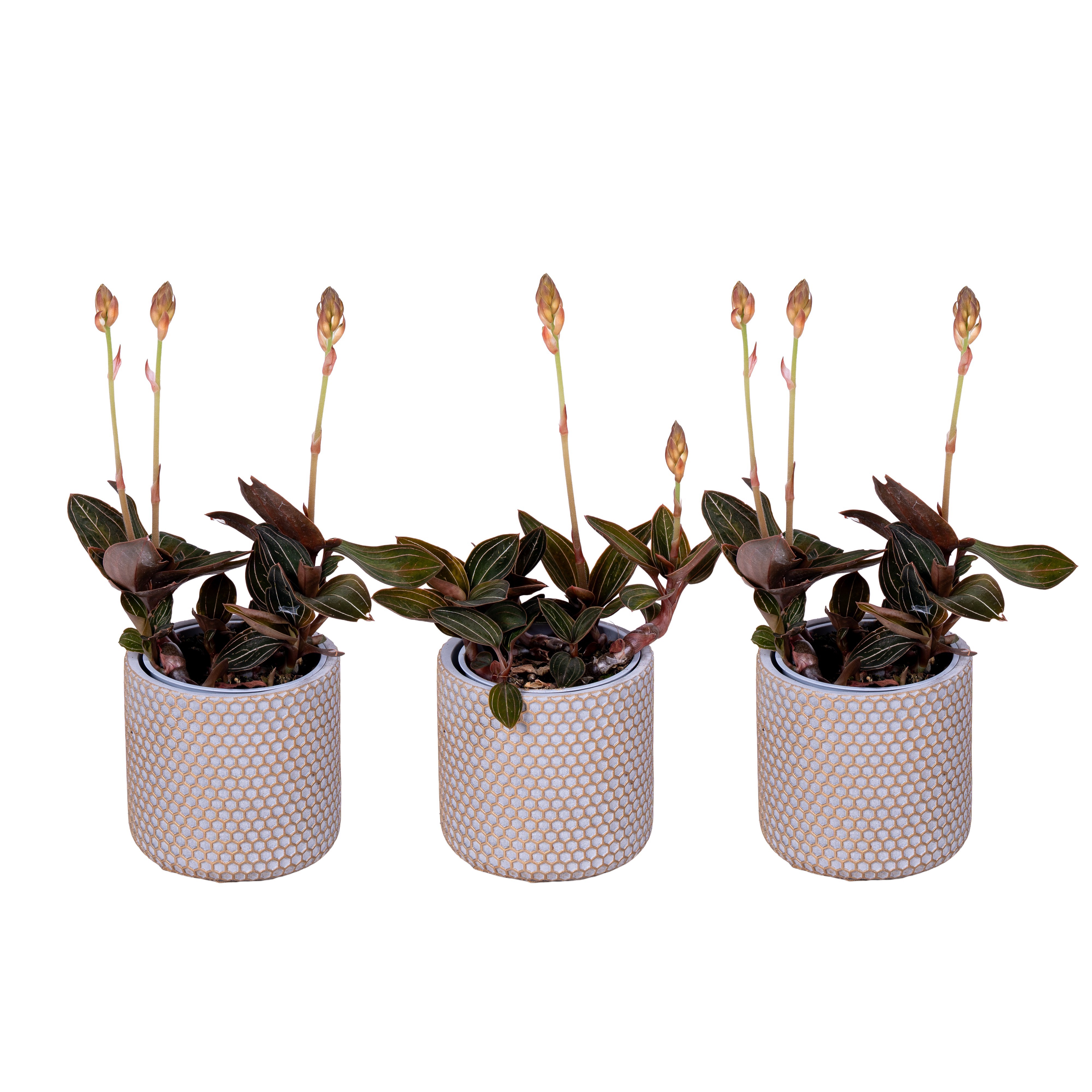Ludisia met stenen pot