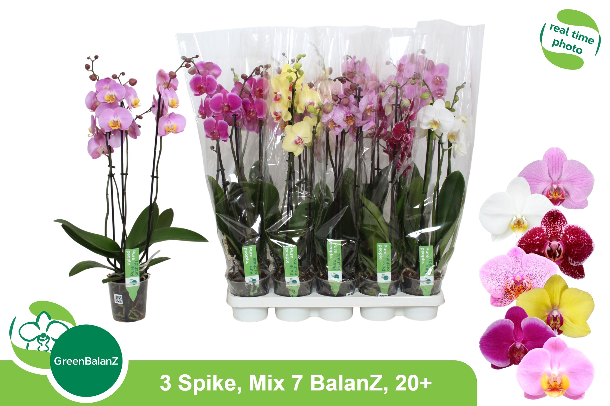Phal Gem 7 Kl 12P 65H 3TAK 20bloem 23bloei