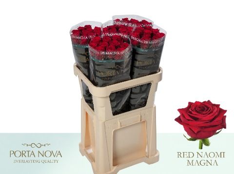 R Gr Red Naomi!