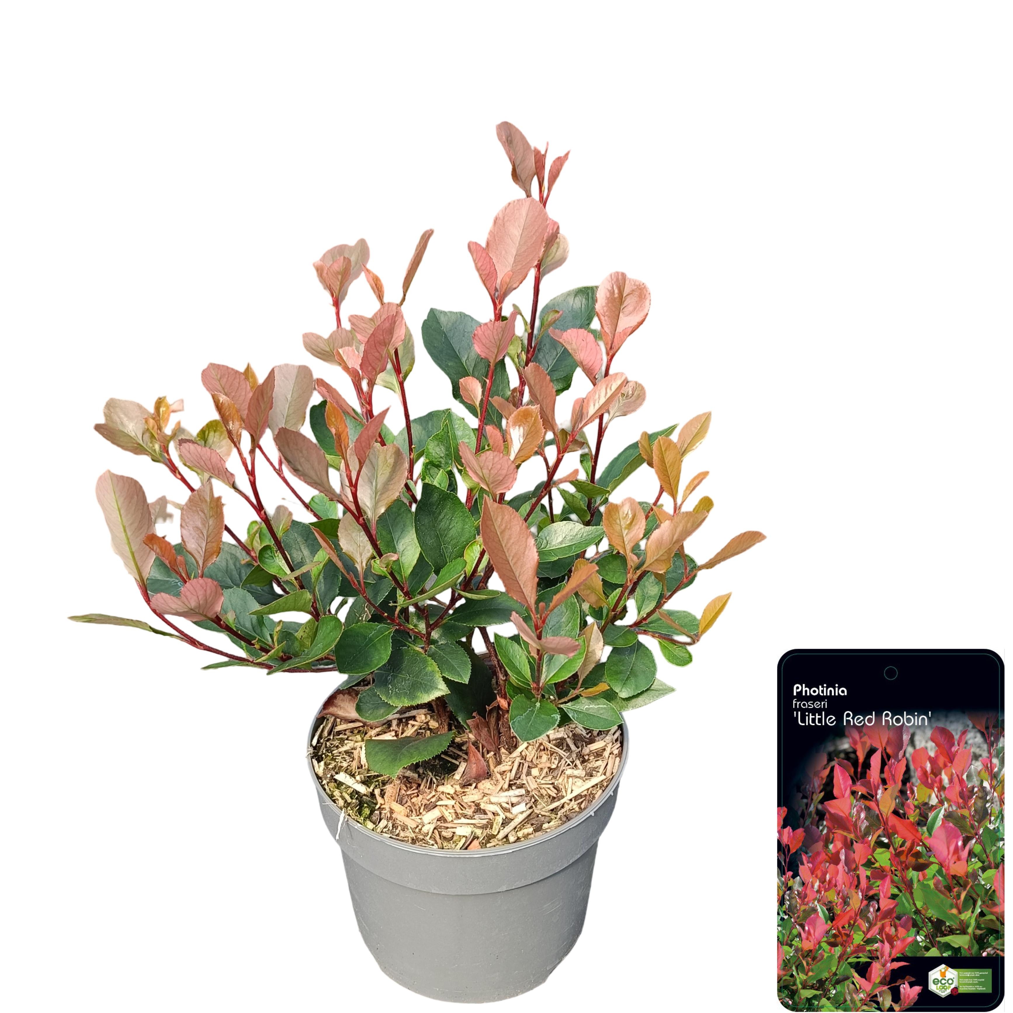 Picture of Photinia fraseri 'Little Red Robin' C2