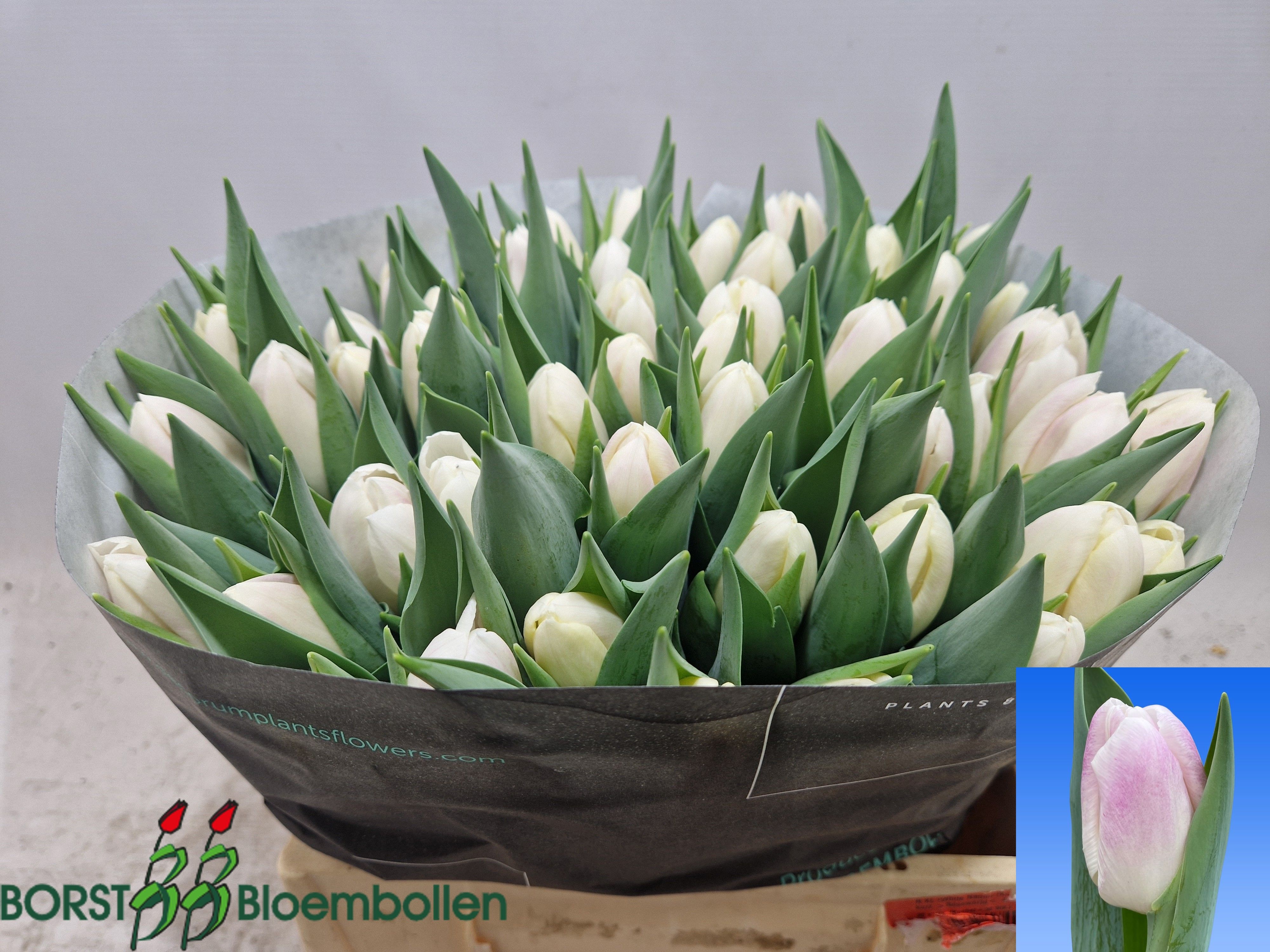 Tu En Ghost 40cm 36gram