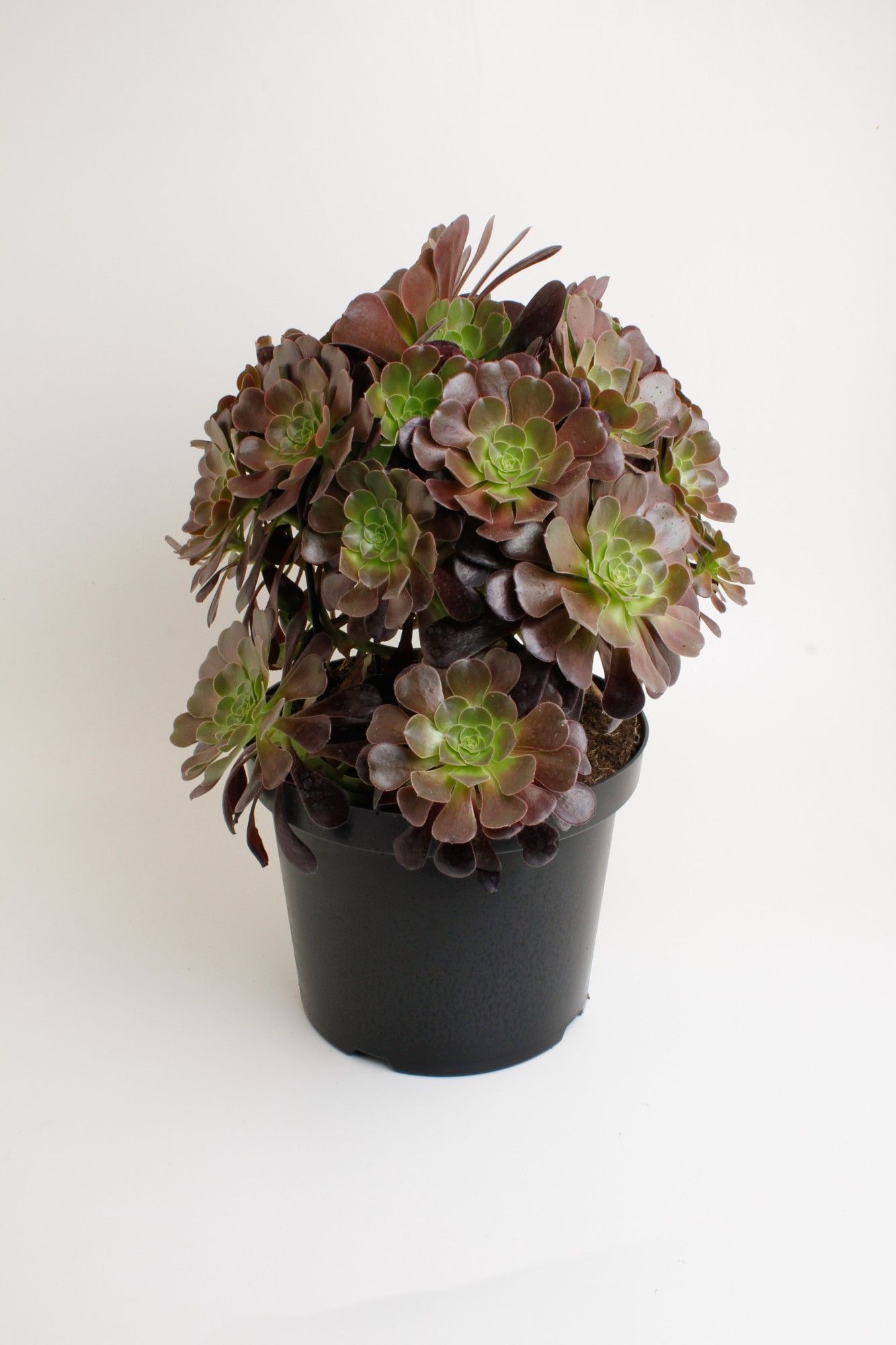 Aeonium arboreum 'Velours' - Overig vaste planten