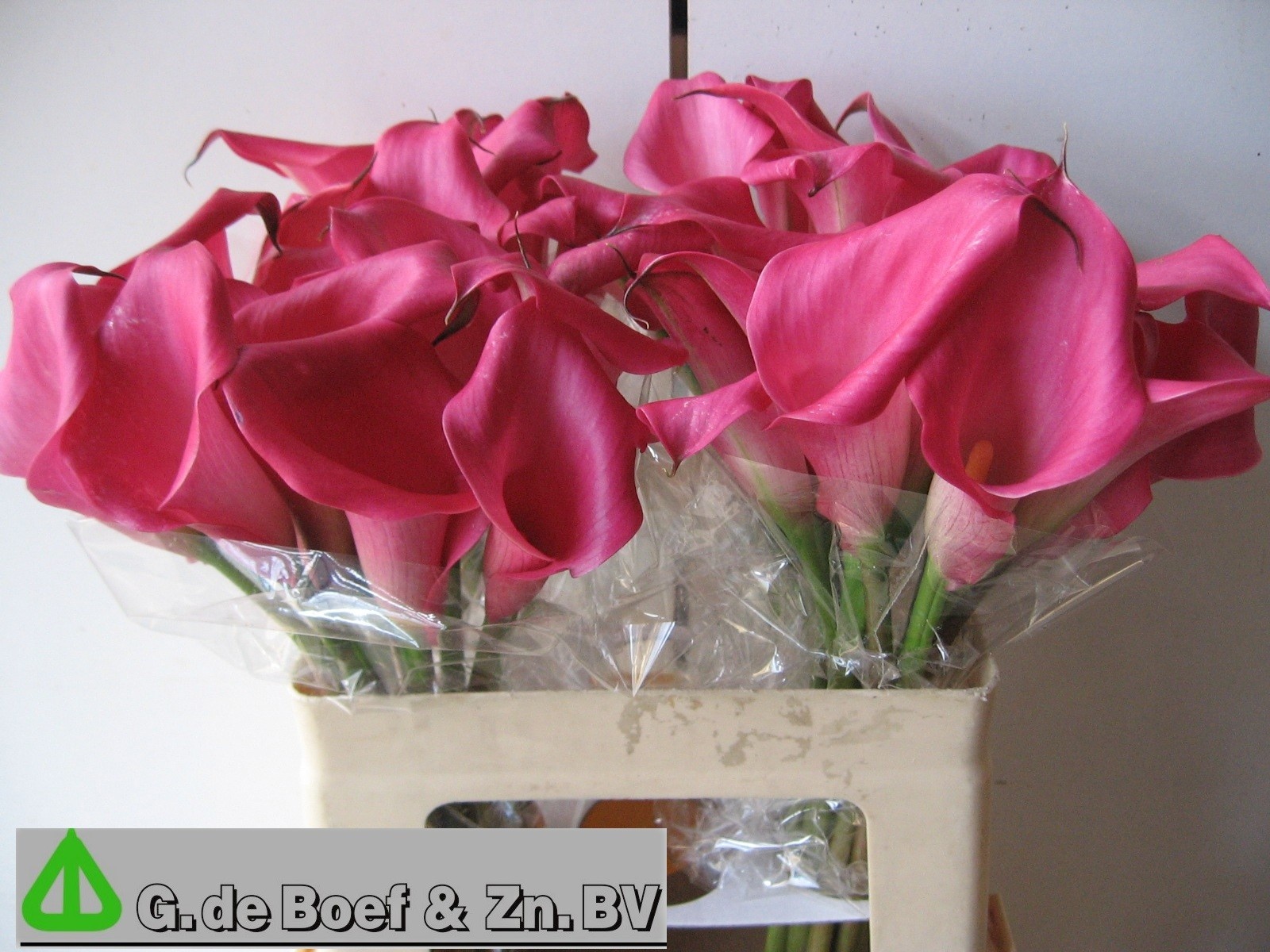 Calla Nashville 55cm