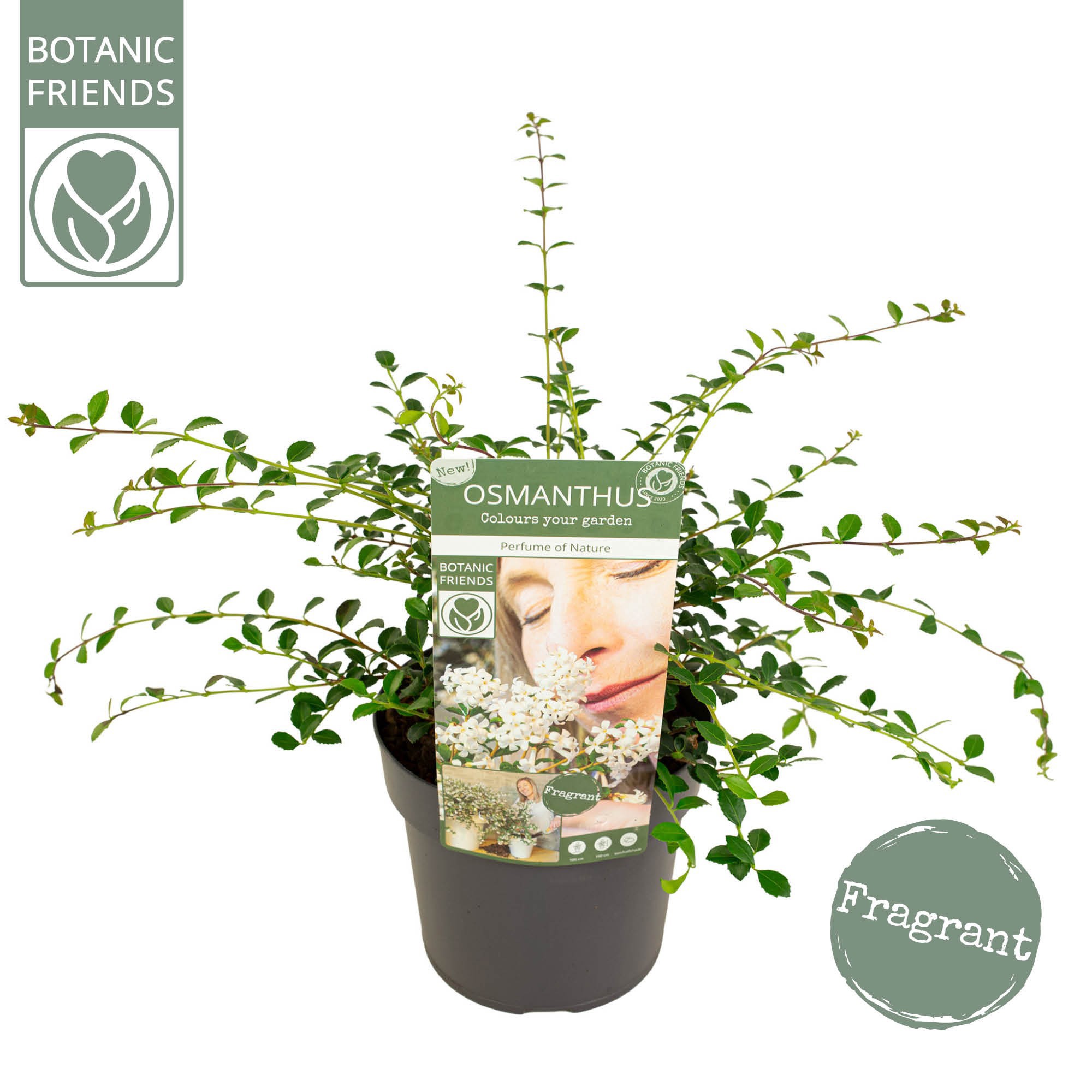 Osmanthus Perfume of Nature