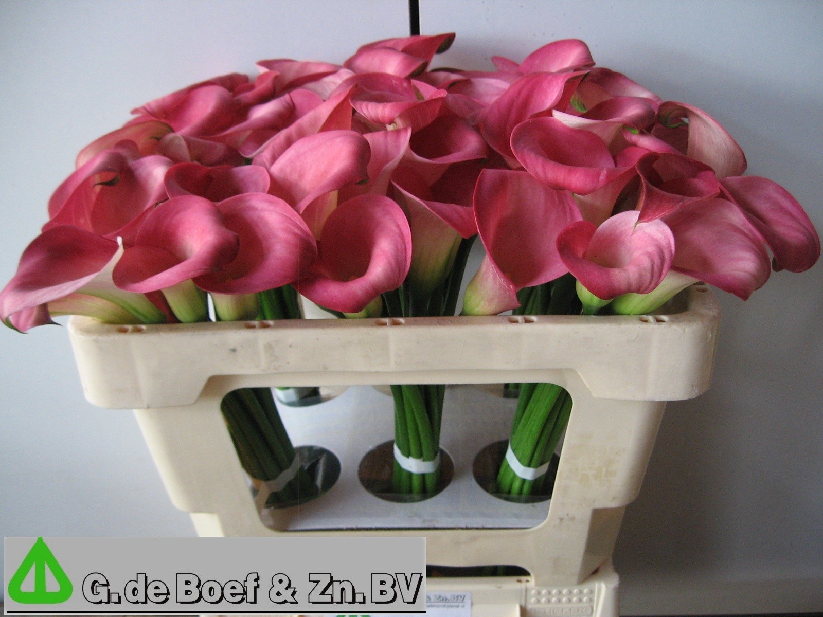 Calla Candy Dream 50cm