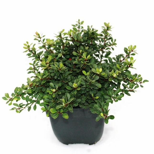 Berberis thunbergii 'Kobold'