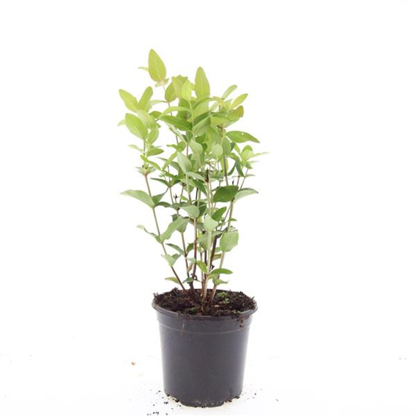 Hypericum inodorum 'Beauty'