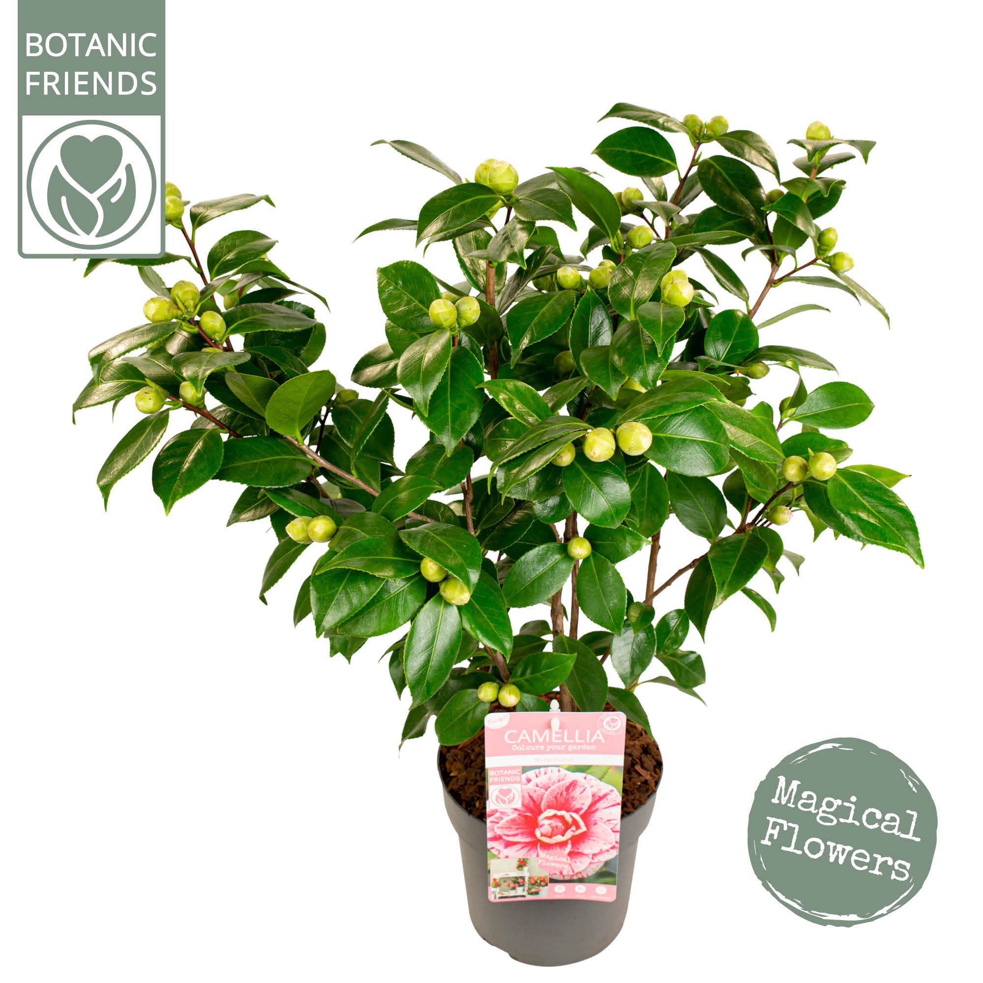 Picture of Camellia jap. 'Bonomiana' Premium