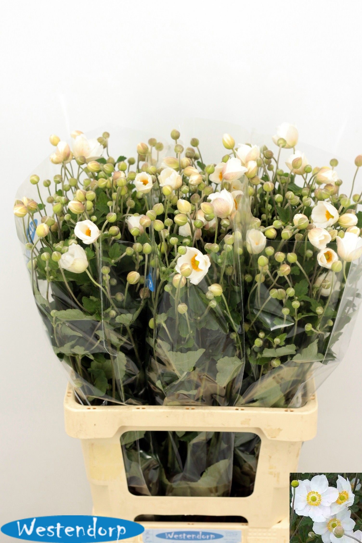 Anemone 70cm