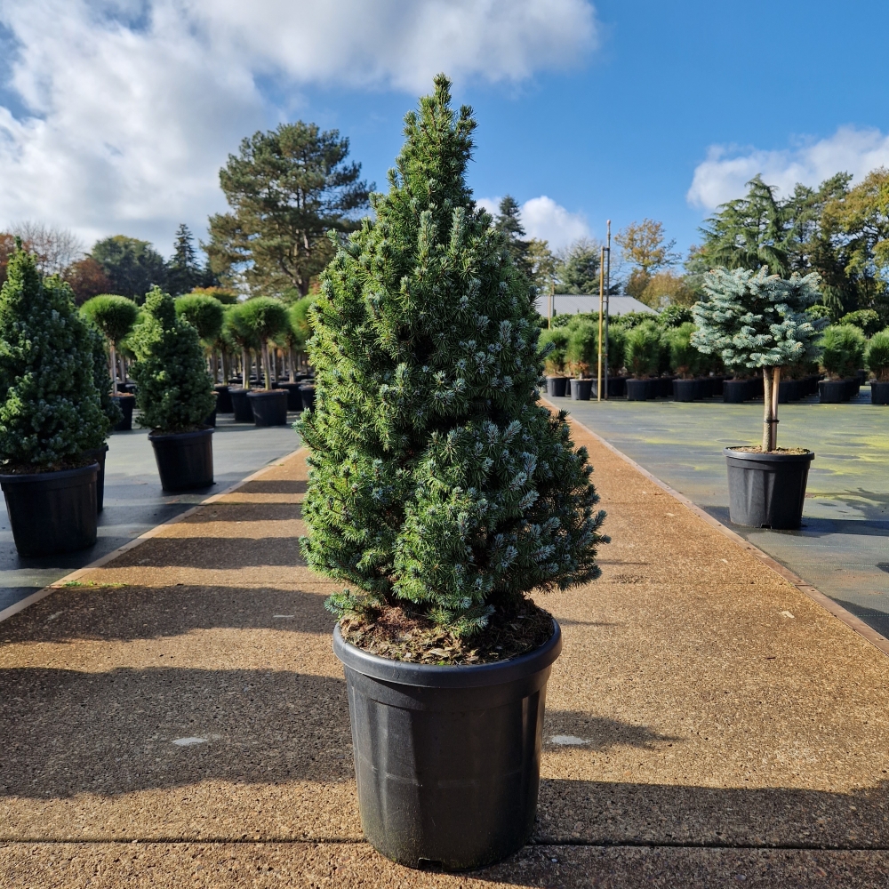 Picture of Picea glauca Sanders Blue C18 70/+ (LOOSE)