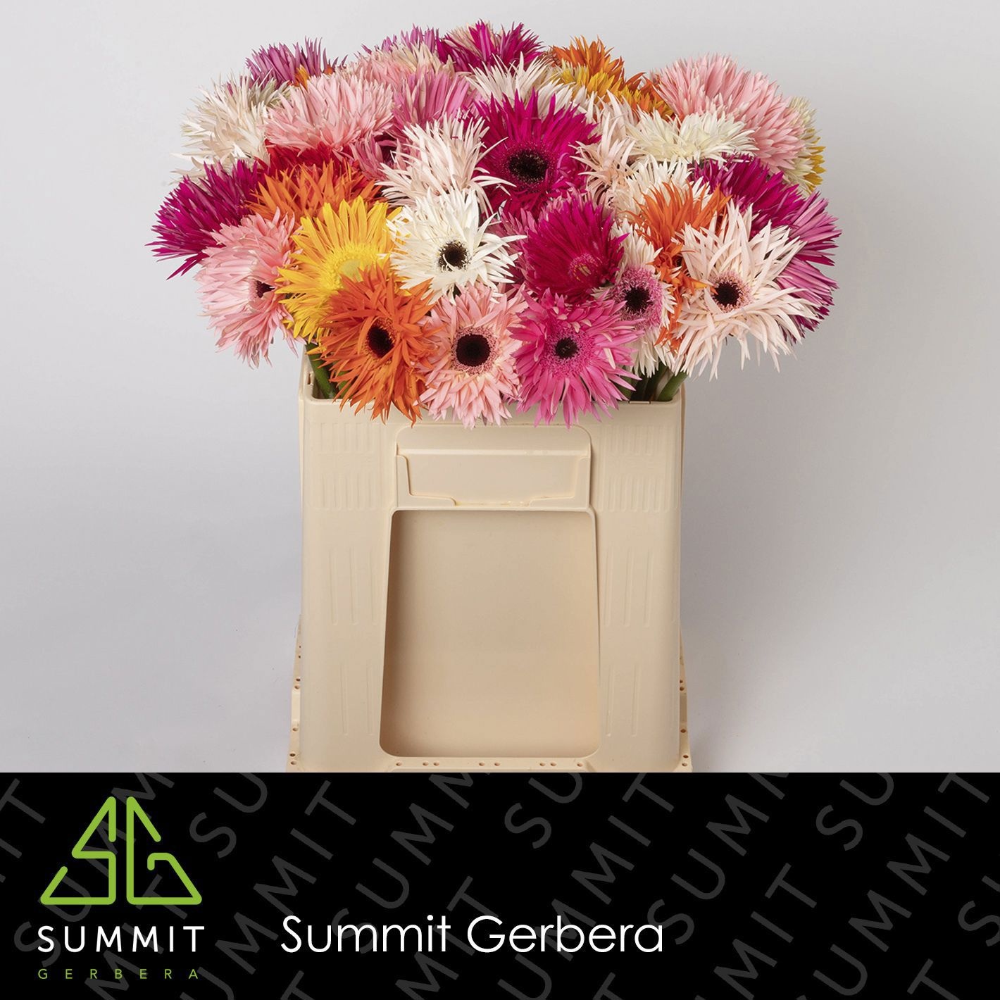 Gerbera Spider Assorted 50cm 10Ø