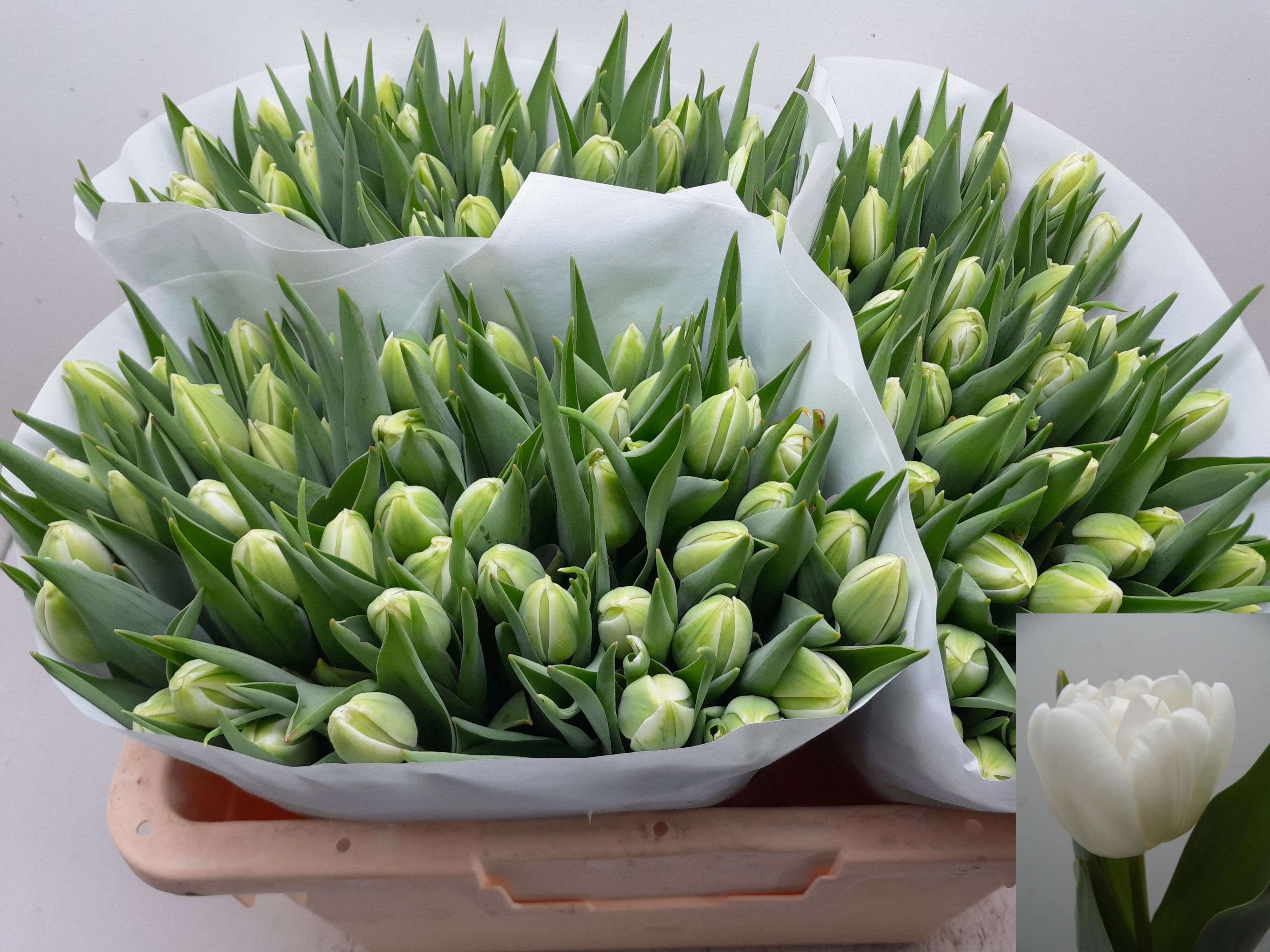Tulipa Double White Heart 35cm 34gram