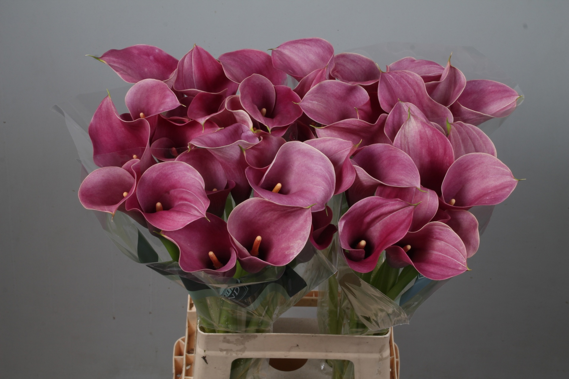 Calla Capt Romance 70cm