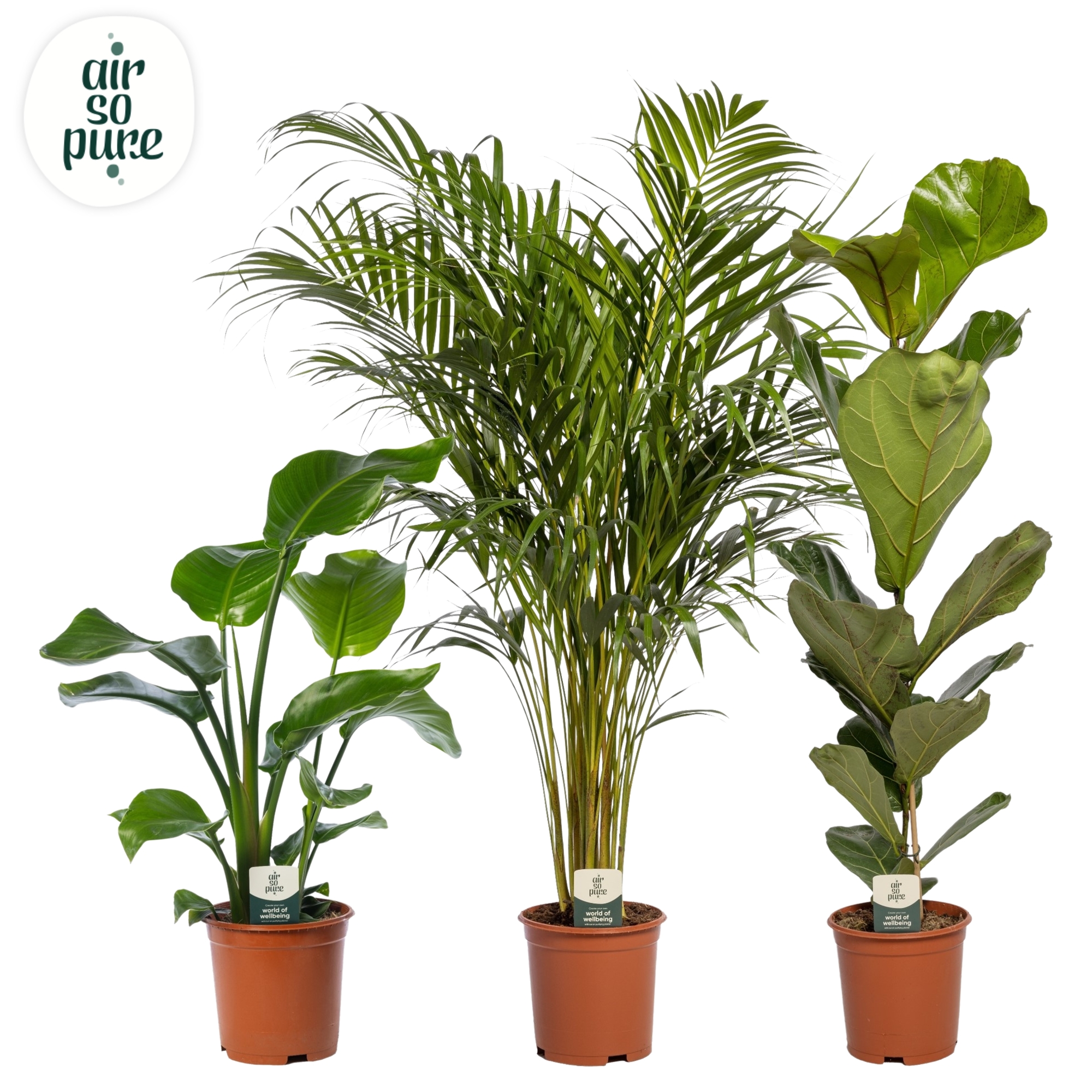 Picture of Houseplants LUXE Air So Pure P21 95CM (LOOSE)