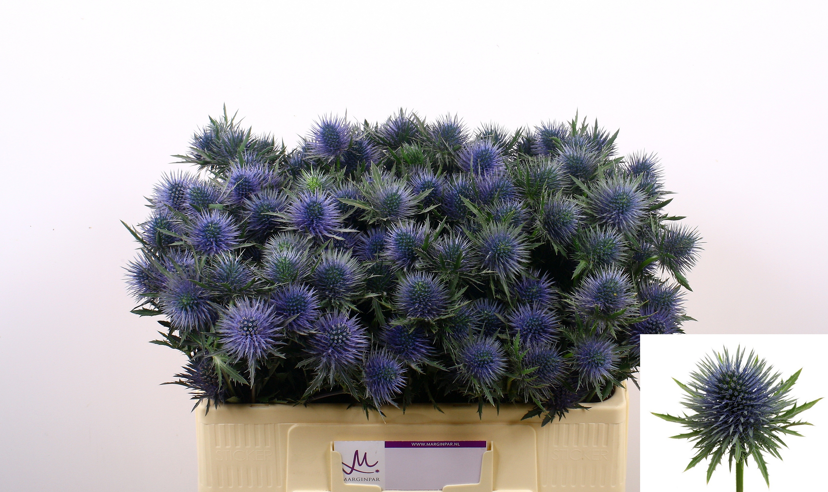 Eryngium Magnetar Qstar 50cm