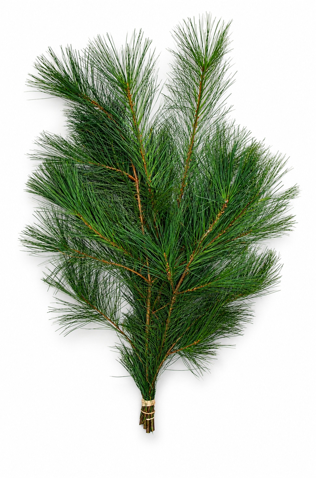 Pinus Strobus