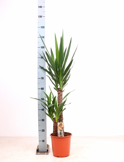 Yucca 21P 120H 2stek 2kop