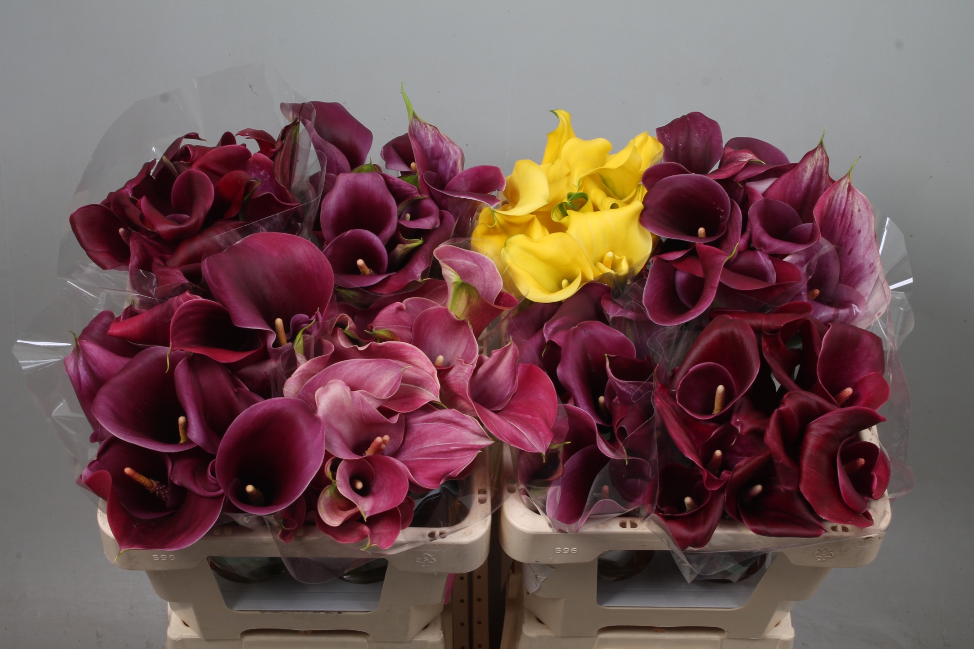 Calla Assorted 50cm
