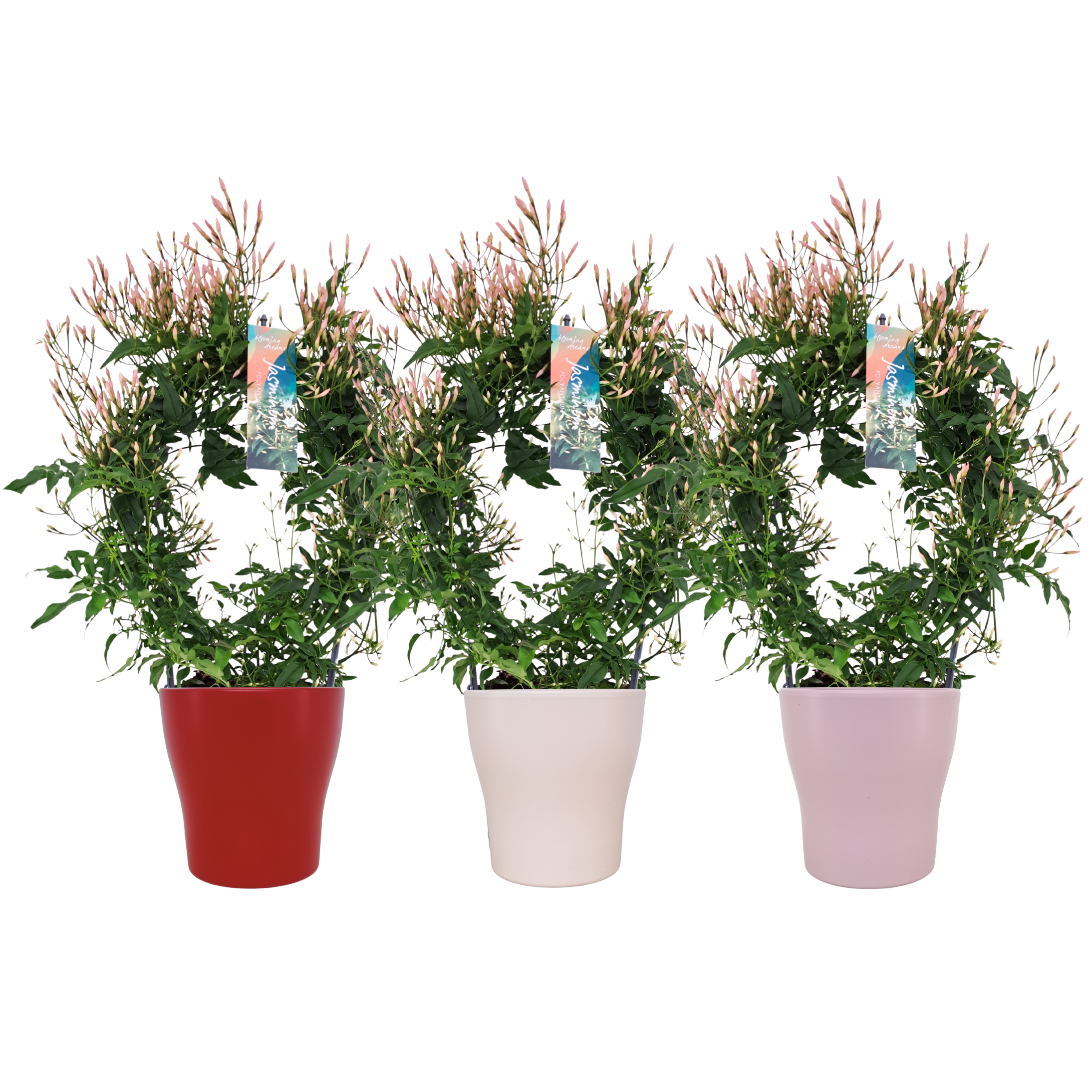 Jasminum boog keramiek Valentijn mix (Jasmijn)