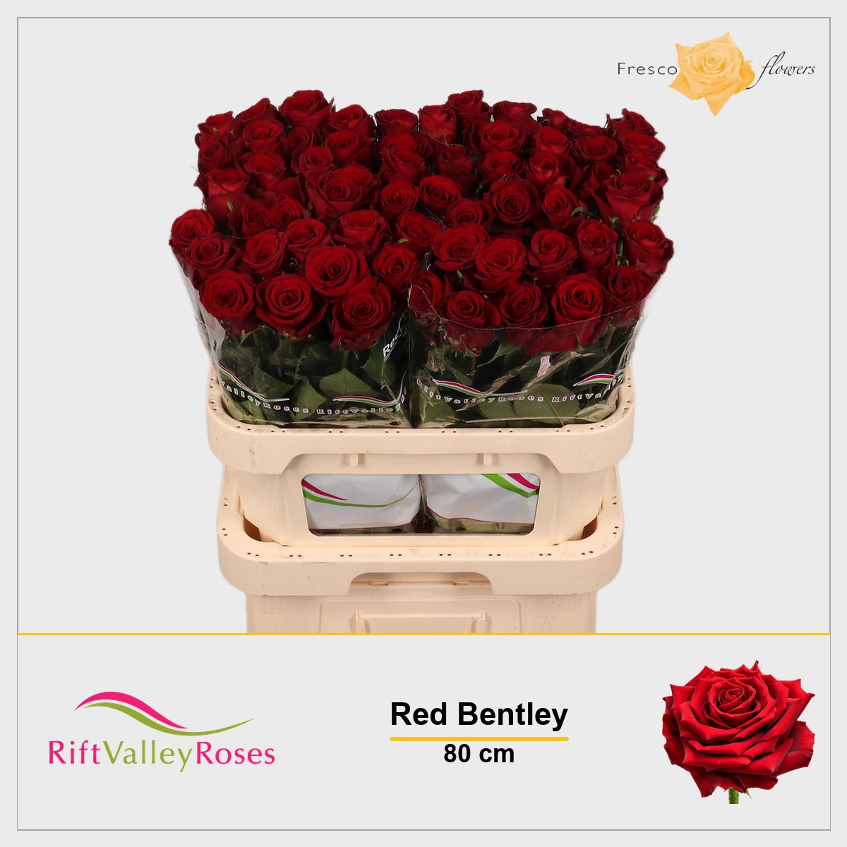 Rosa Red Bentley 80cm
