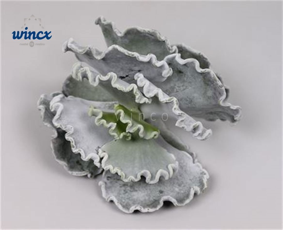 Cotyledon Undulata Cutflower