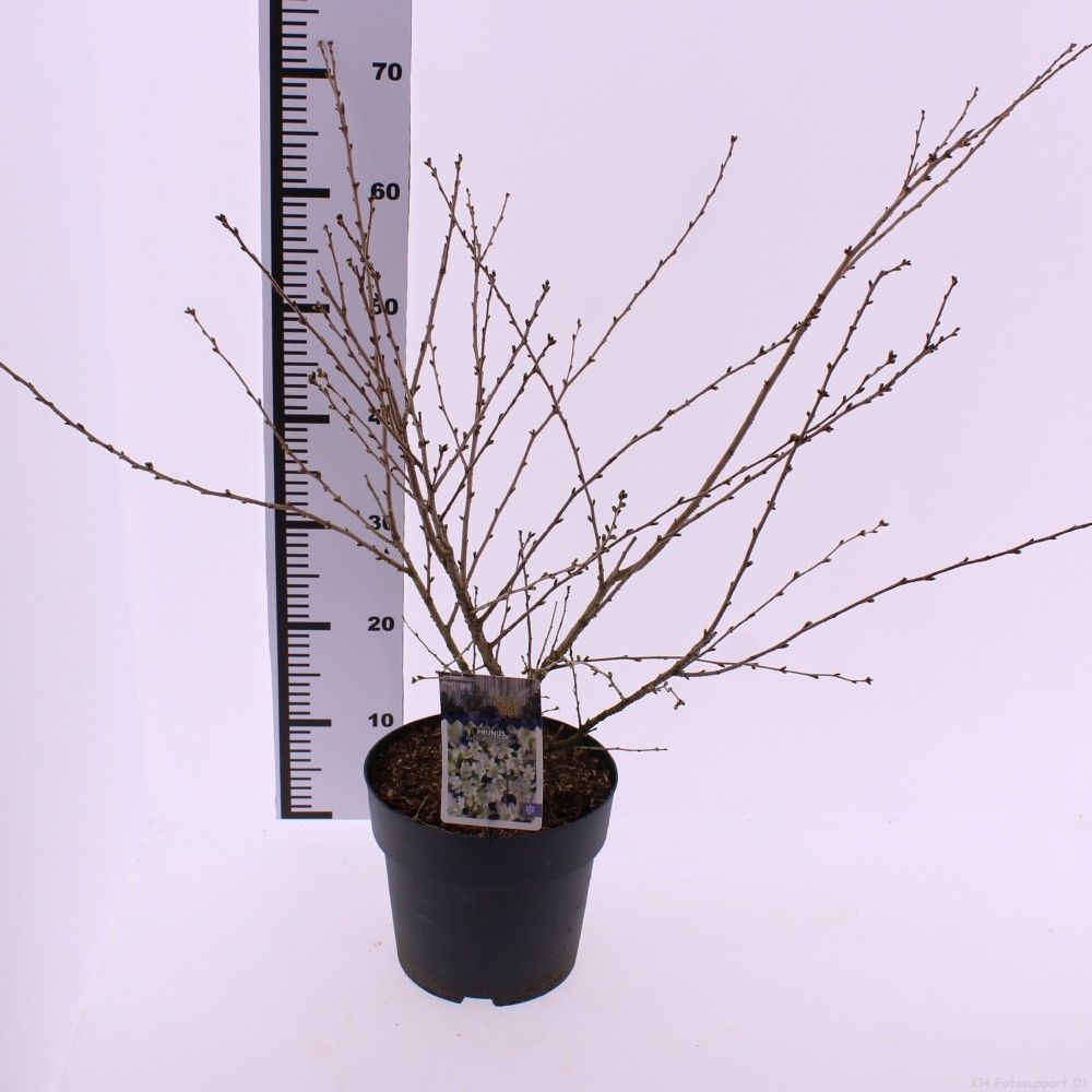 Picture of Prunus incisa 'Yamadei'