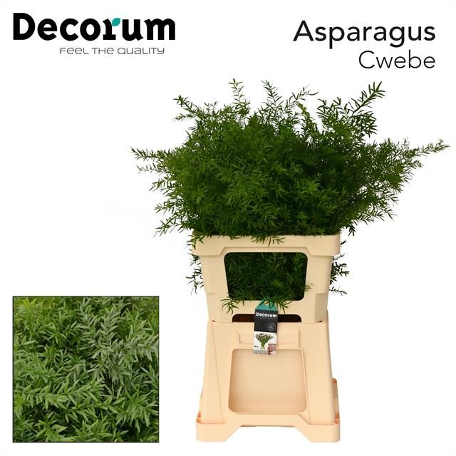 Asparagus Densifl Cwebe 60cm