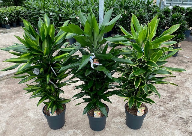 Picture of Dracaena branched in varieties (MIXVT2410024) P24 100CM