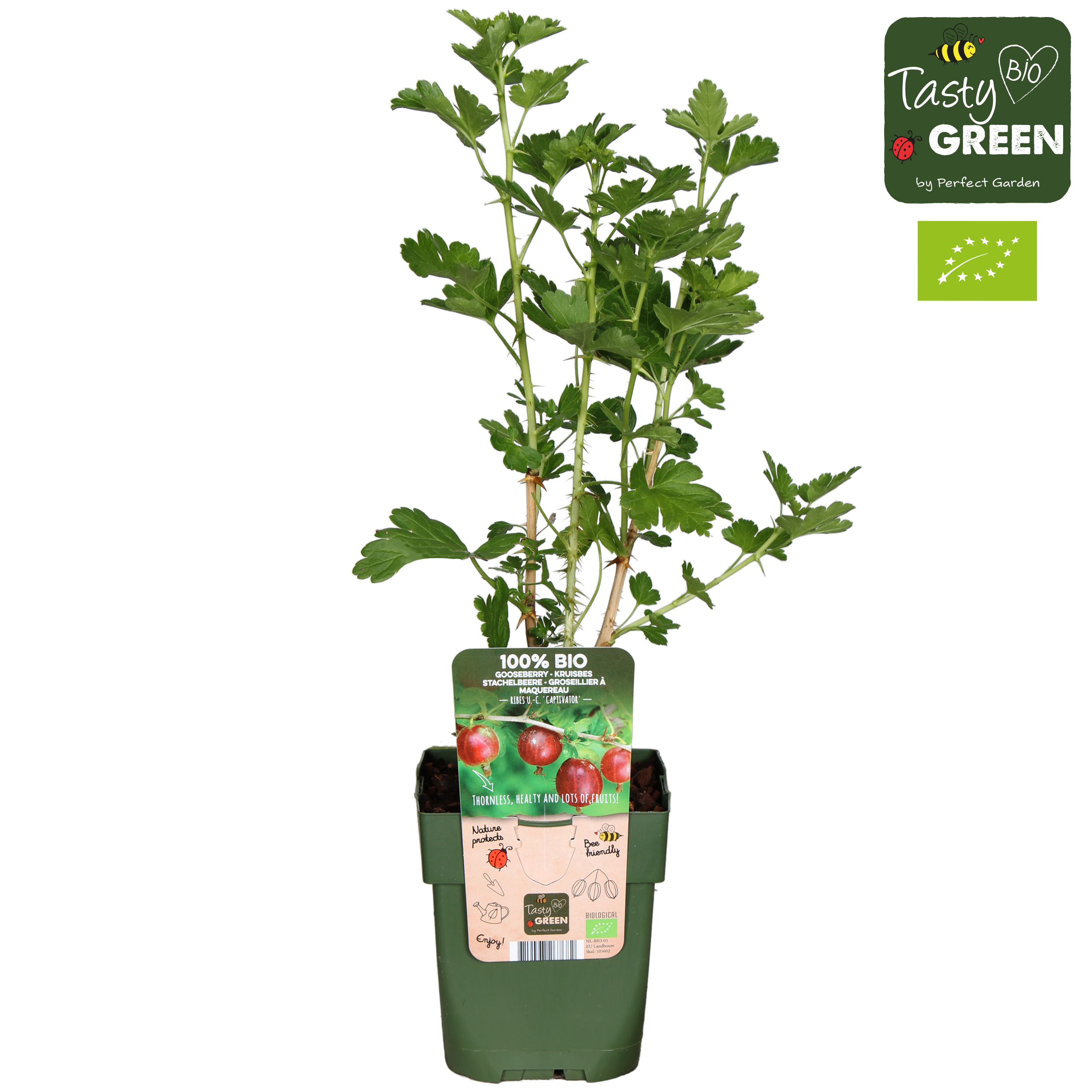 Picture of Ribes uva-crispa Captivator P13 organic