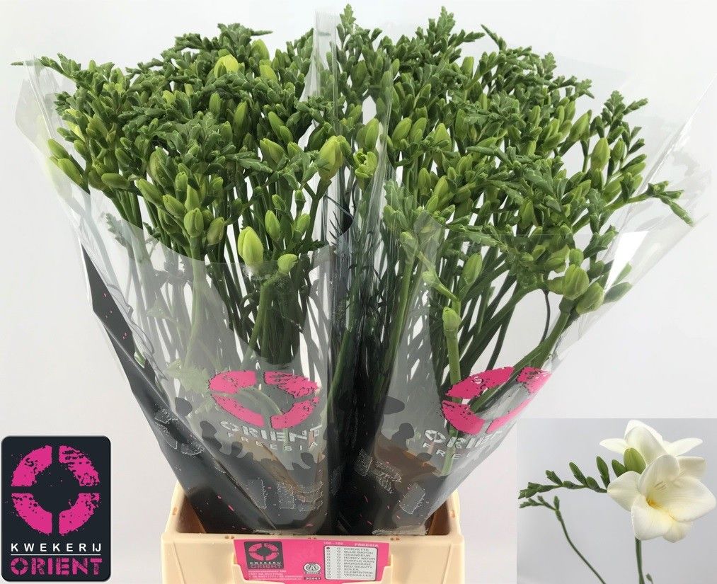 Freesia Single Corvette 50cm 18gram