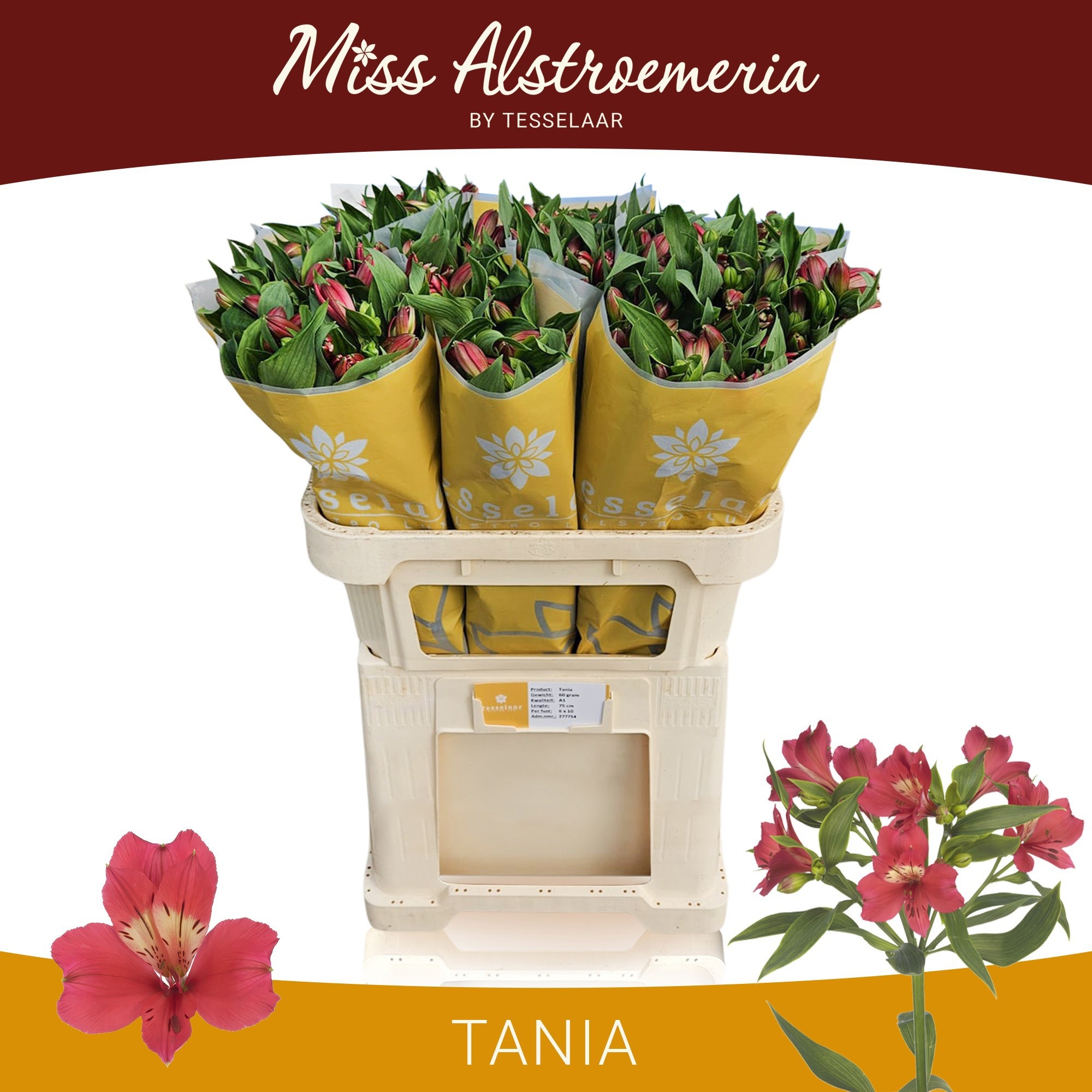 Alst Tania