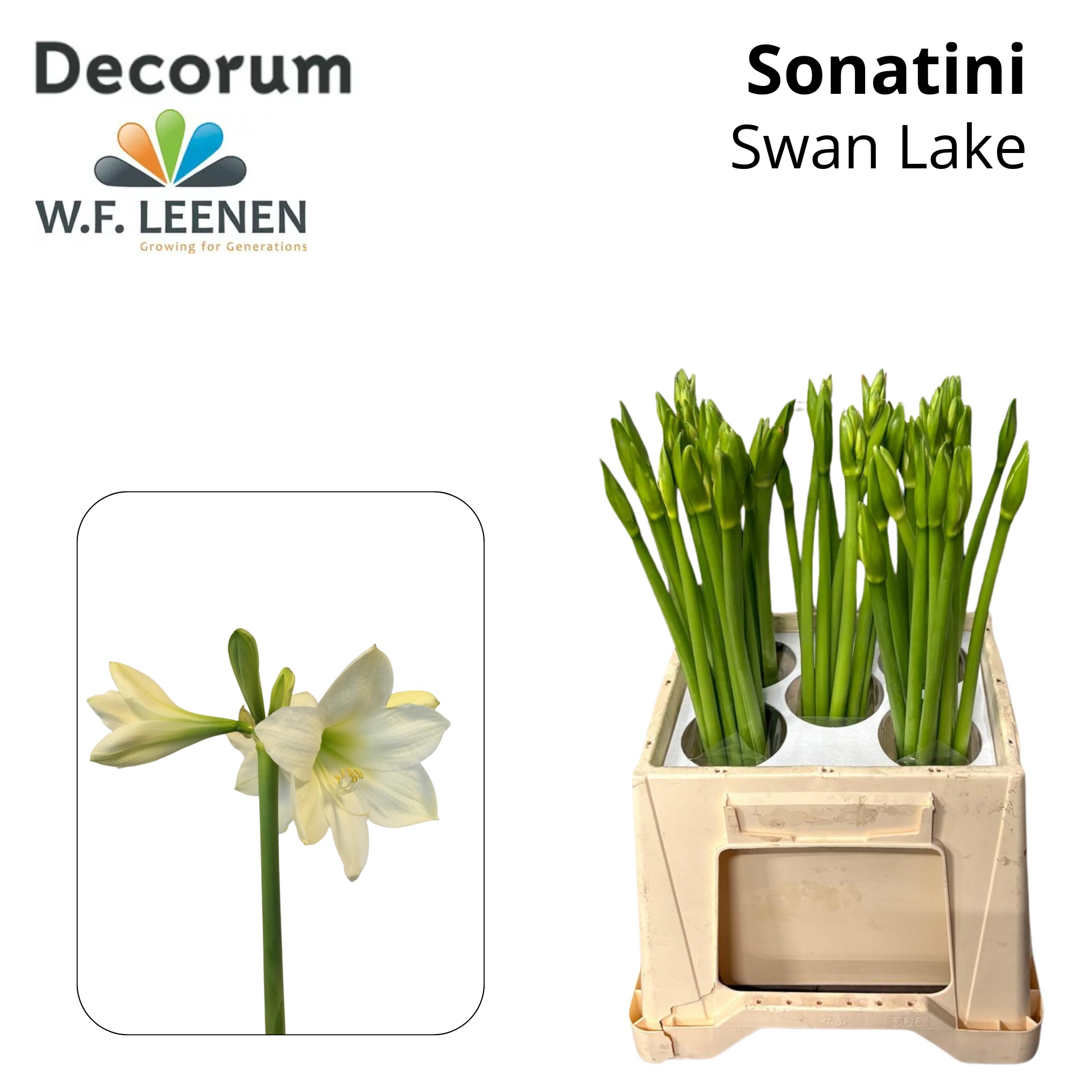 Hippeastrum Sonatini Swan Lake 3bl