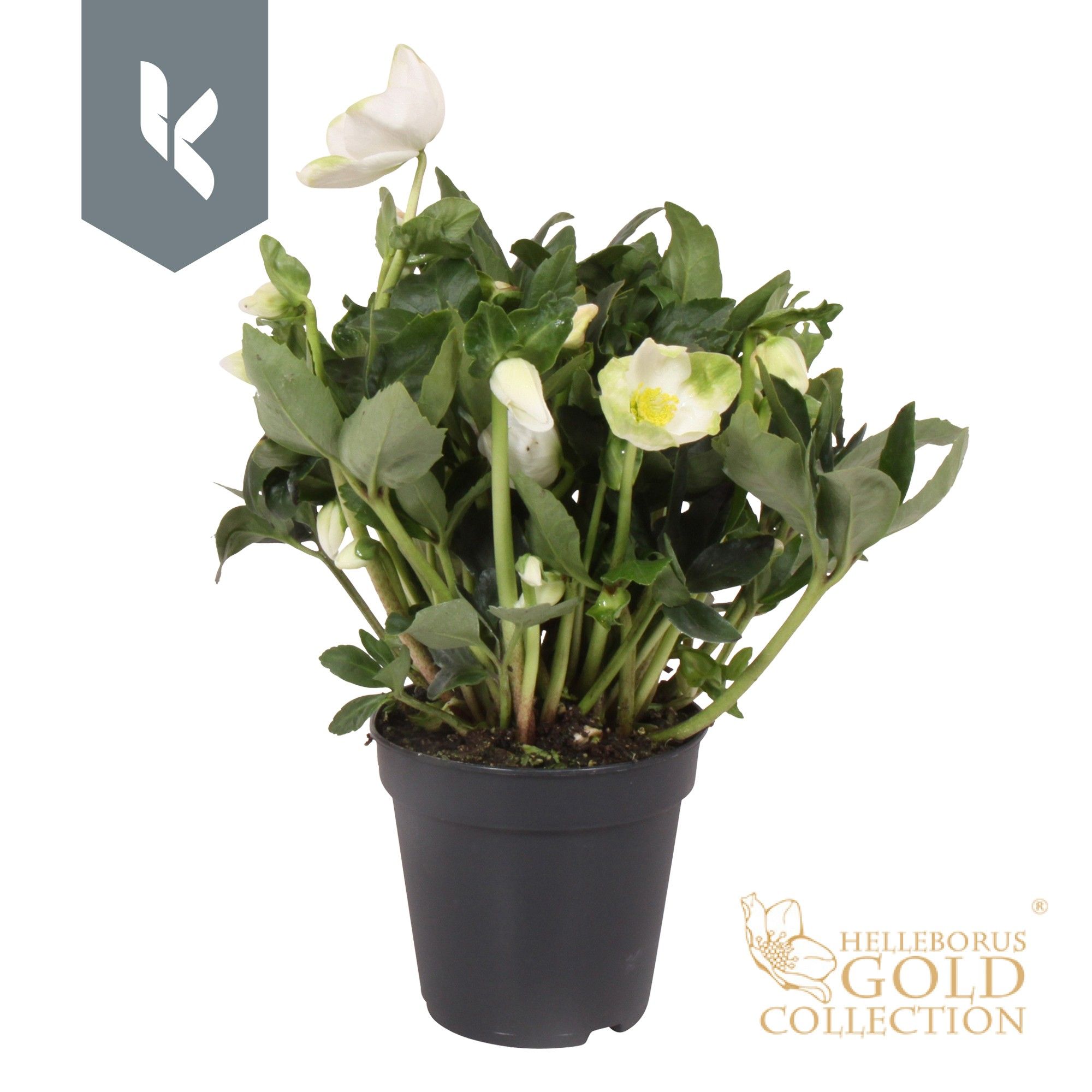 Helleborus HGC Helleborus Niger selectie zwart
