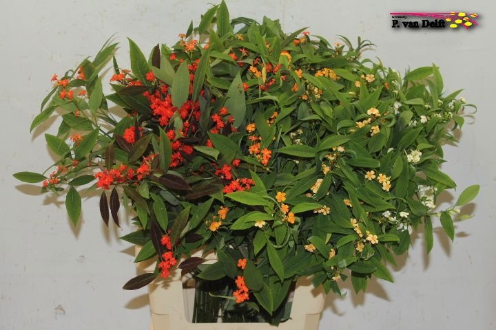 Euphorbia Spray Mixed 70cm
