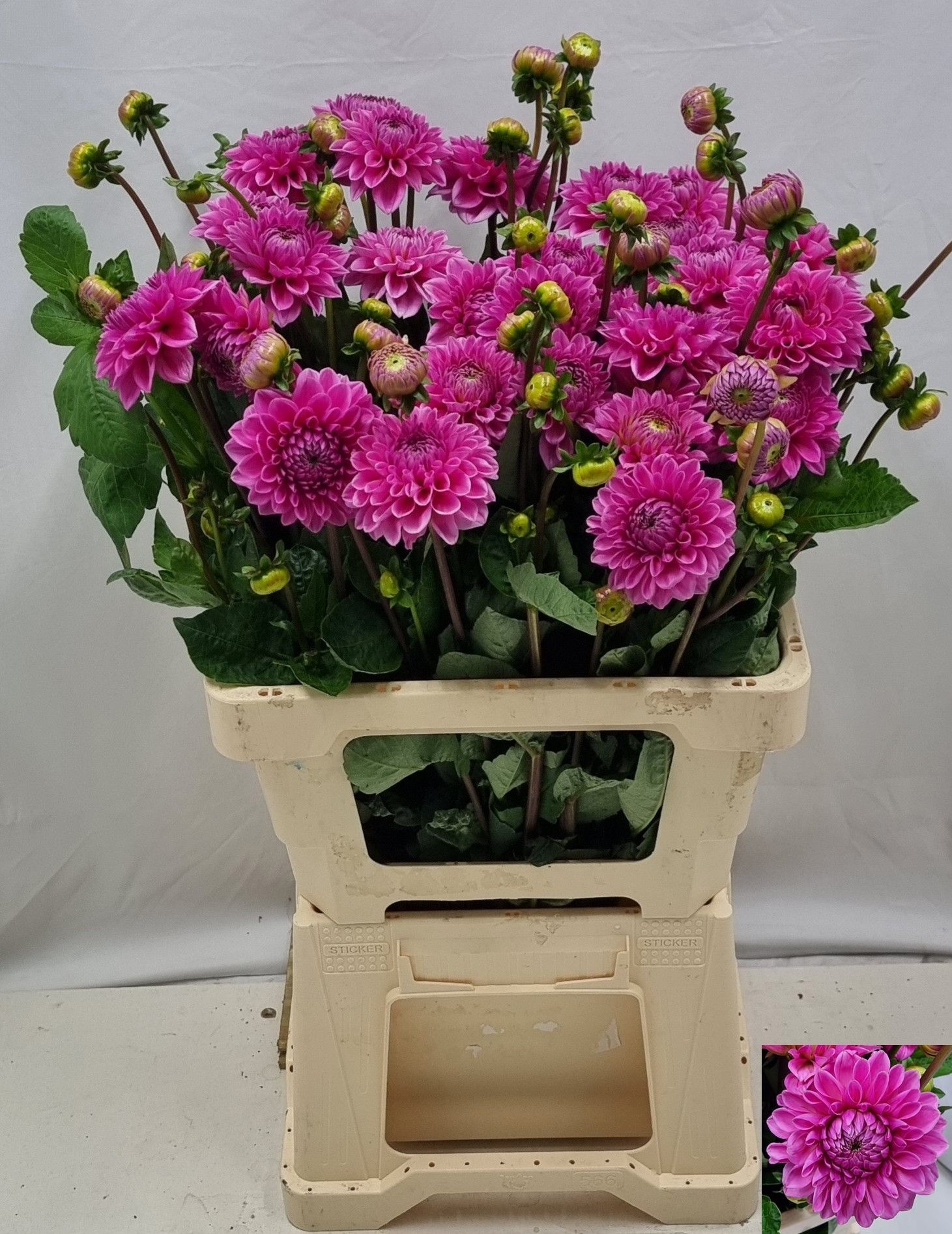 Dahlia Sandra 60cm